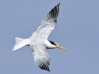  - Elegant Tern