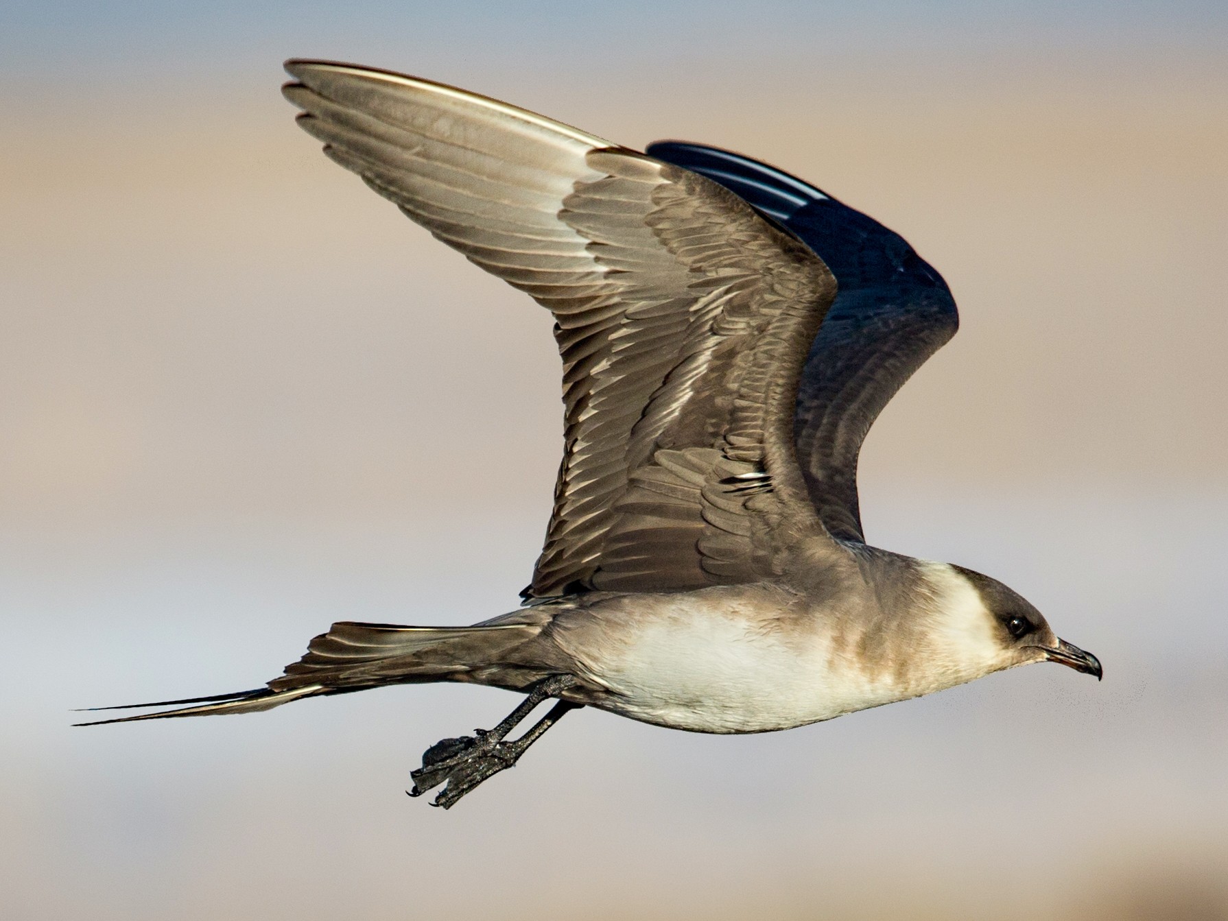 Parasitic Jaeger - Eric Gofreed