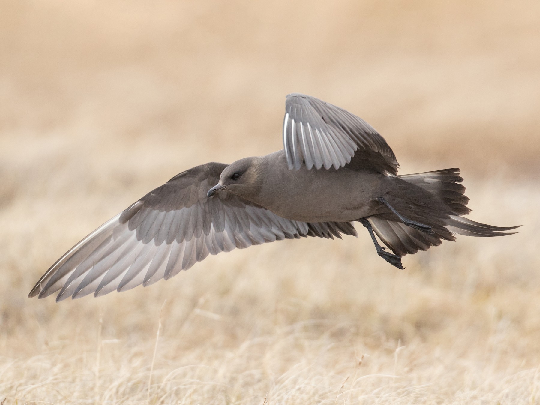 Parasitic Jaeger - Ian Davies