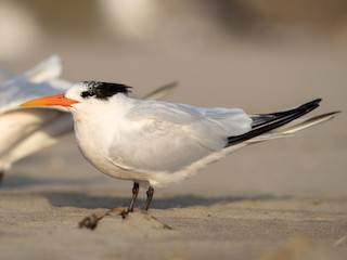  - Elegant Tern