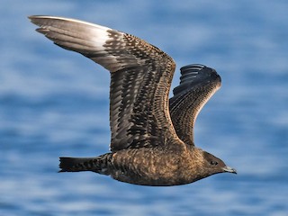  - Parasitic Jaeger