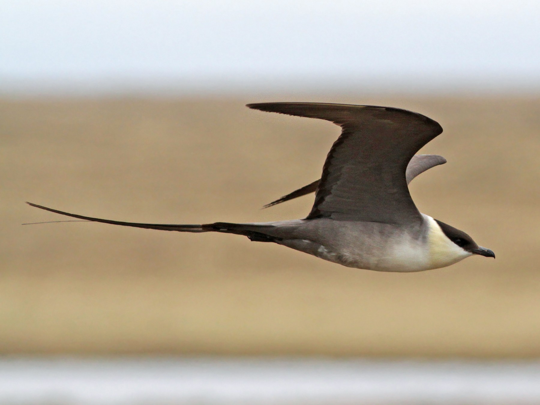 Long-tailed Jaeger - Ian Davies