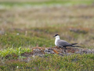  - Long-tailed Jaeger