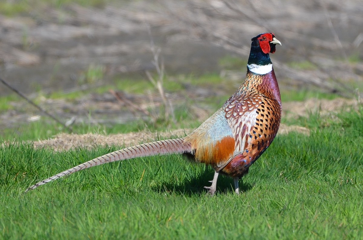 Ring-necked Pheasant - Chris McVittie