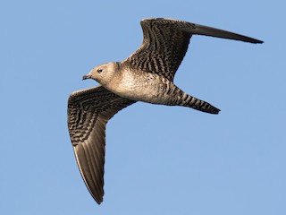  - Long-tailed Jaeger