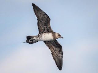  - Long-tailed Jaeger