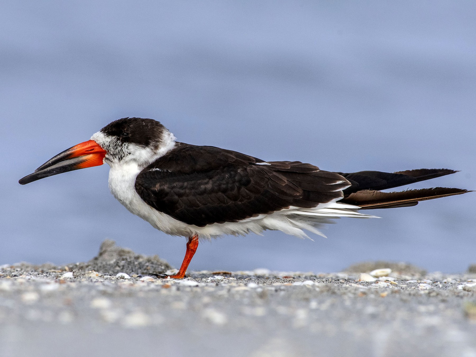 Black Skimmer - Denny Swaby