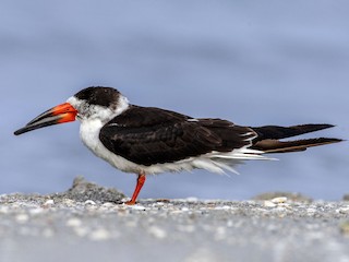 Black Skimmer eBird