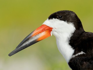 นกเต็มวัยในฤดูผสมพันธุ์ - Dorian Anderson - ML308494631