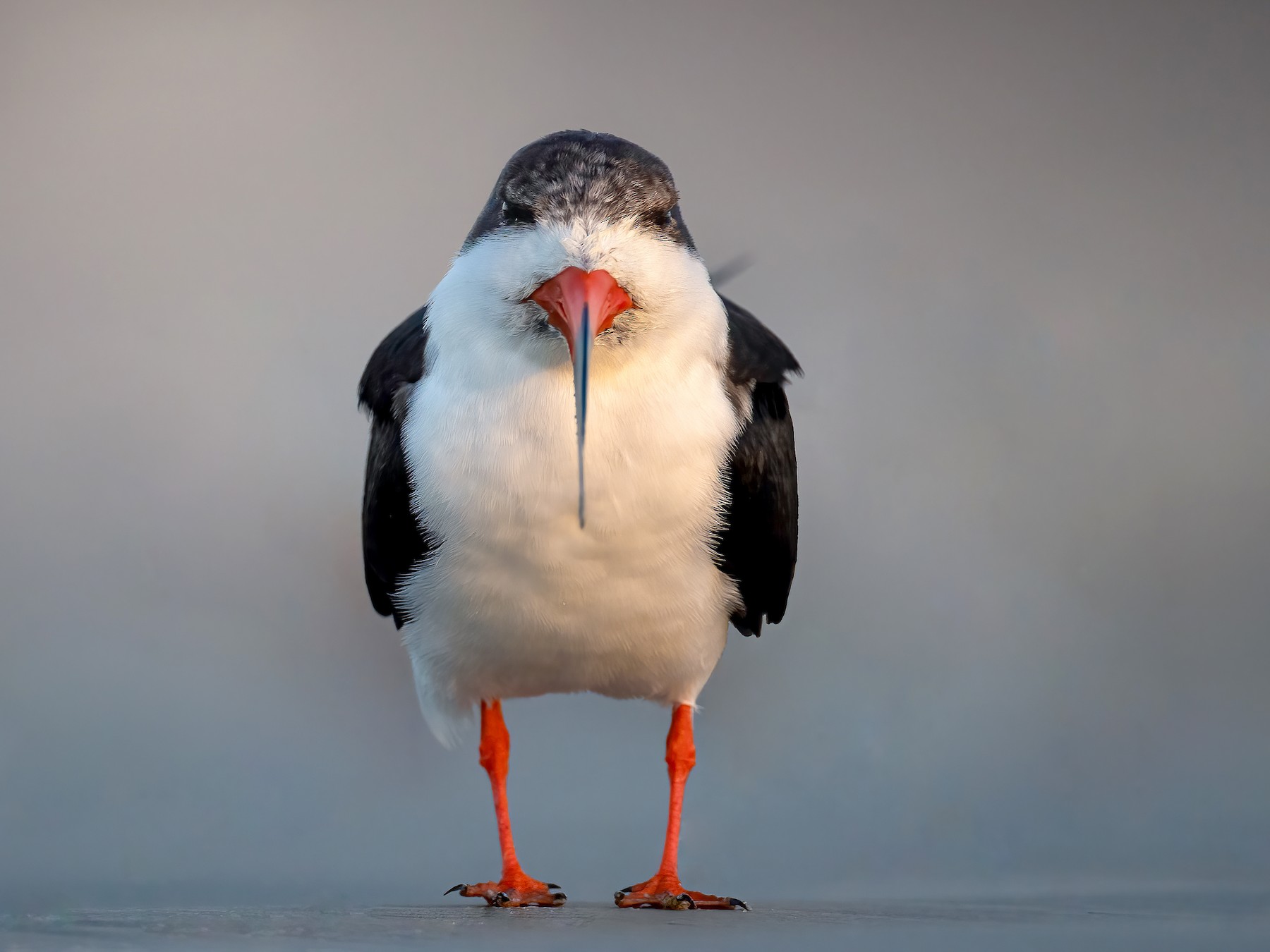 Black Skimmer - Ryan Sanderson