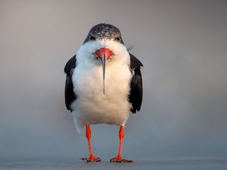 นกเต็มวัยชุดขนนอกฤดูผสมพันธุ์ - Ryan Sanderson - ML308494641