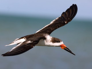  - Black Skimmer