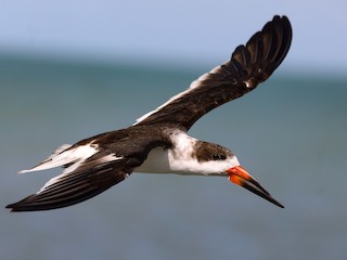 นกเต็มวัยชุดขนนอกฤดูผสมพันธุ์ - Isaias Morataya - ML308494701