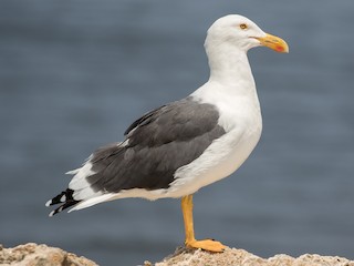 - Yellow-footed Gull