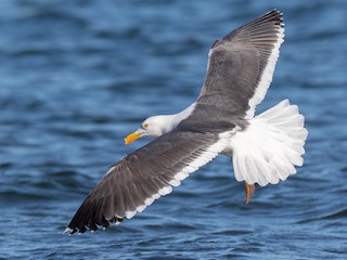 キアシオオセグロカモメ - eBird
