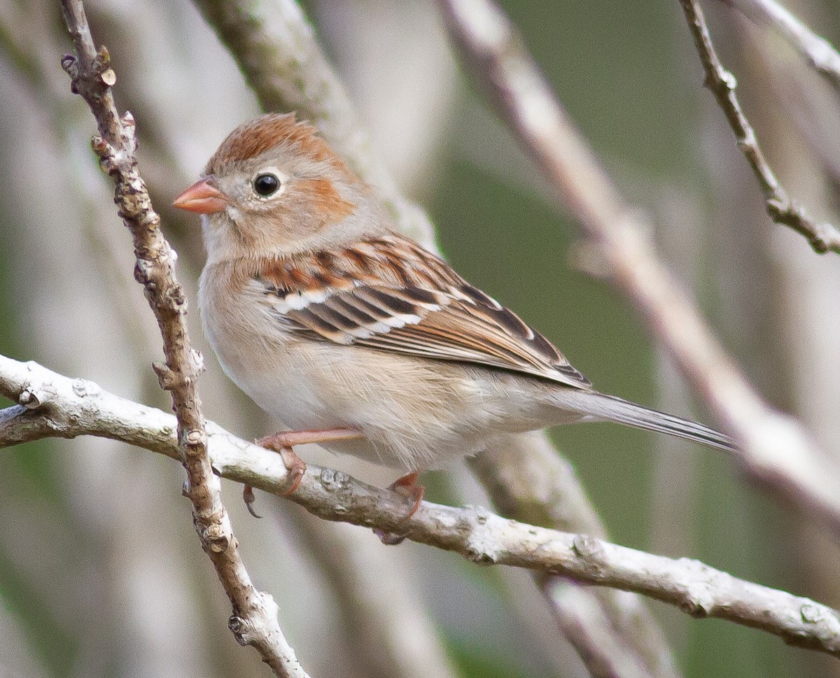 Field Sparrow - ML308497181