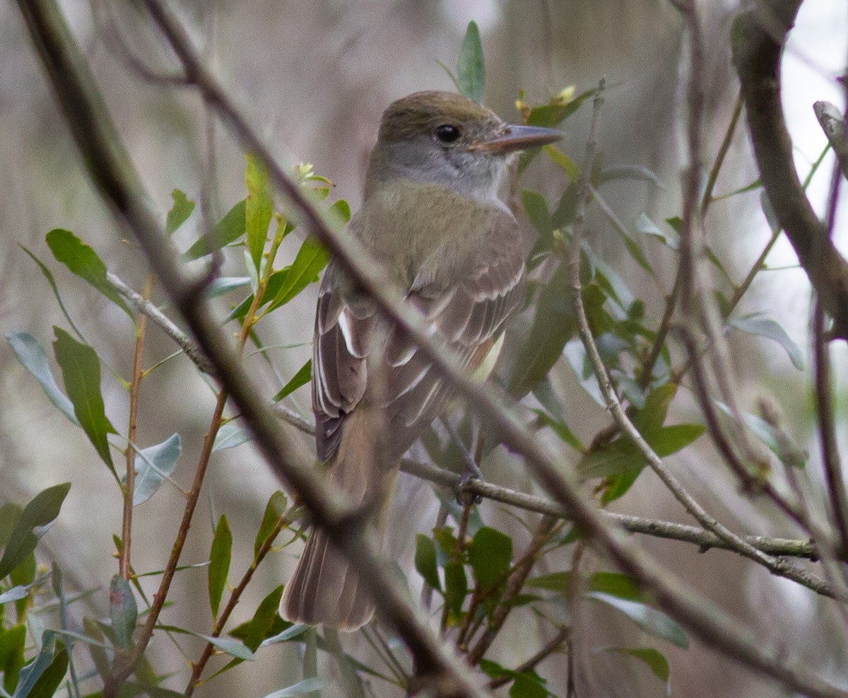 Great Crested Flycatcher - ML308499121