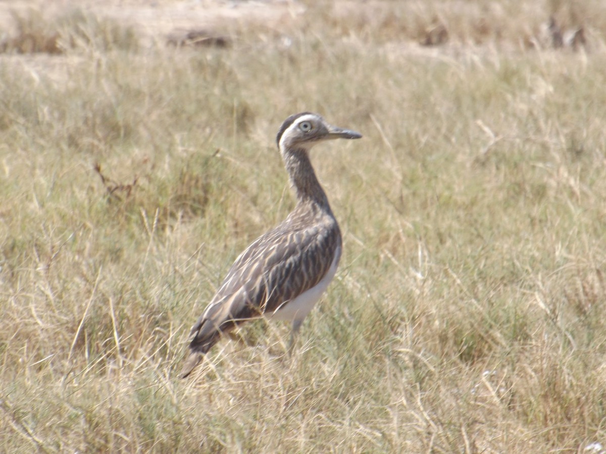 Double-striped Thick-knee - Luis Loyo