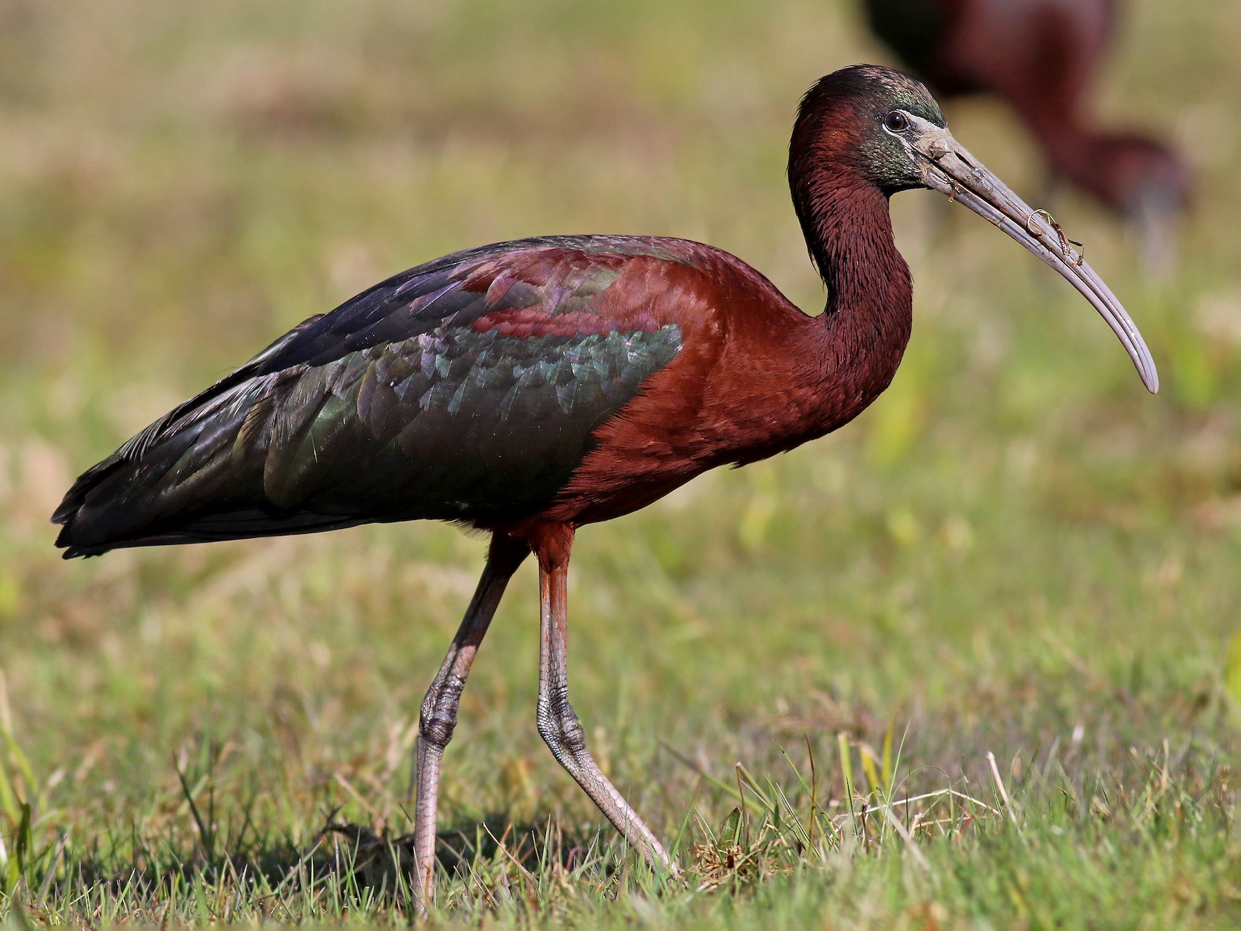 Glossy Ibis - Jeremiah Trimble