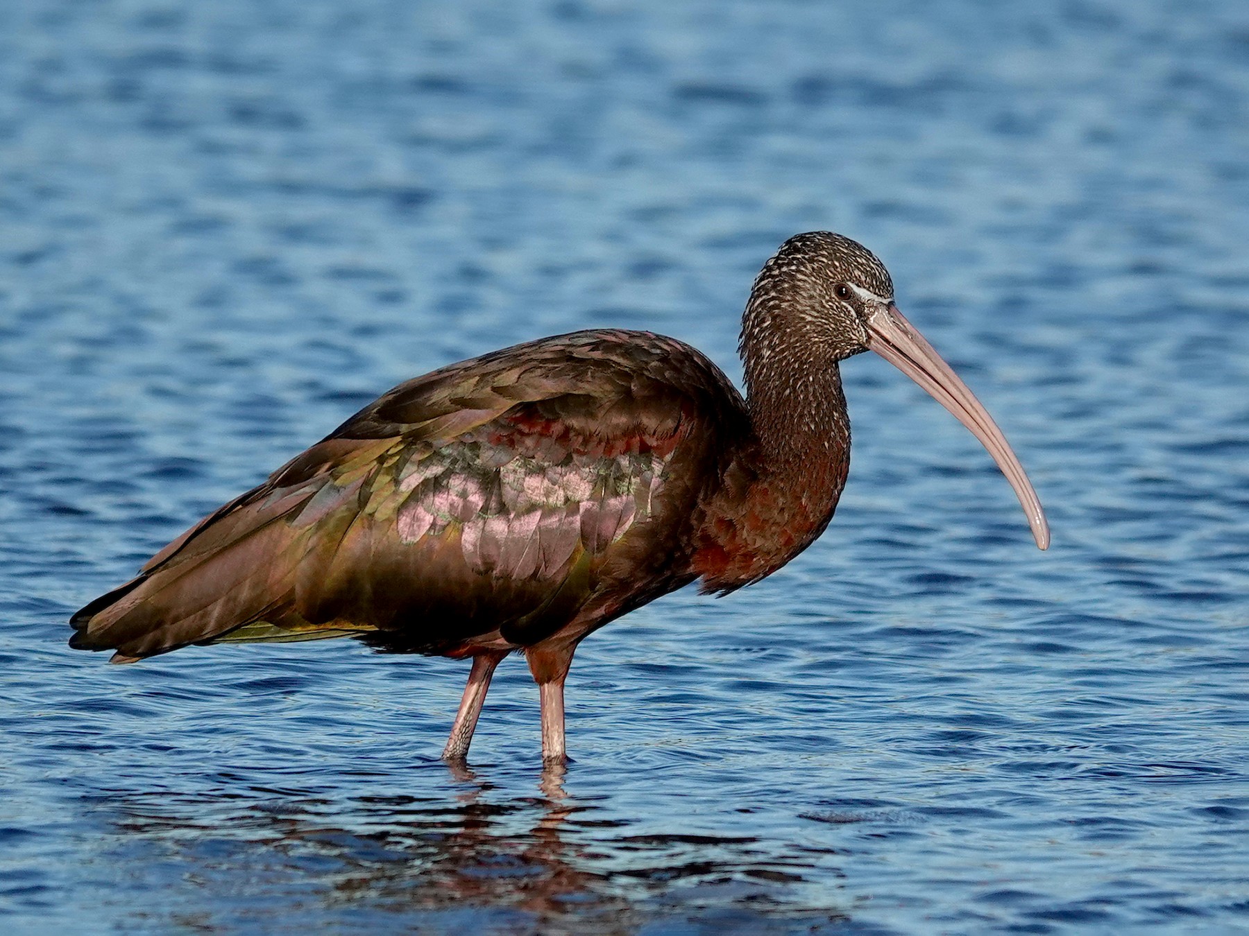 Glossy Ibis - Kathryn Young