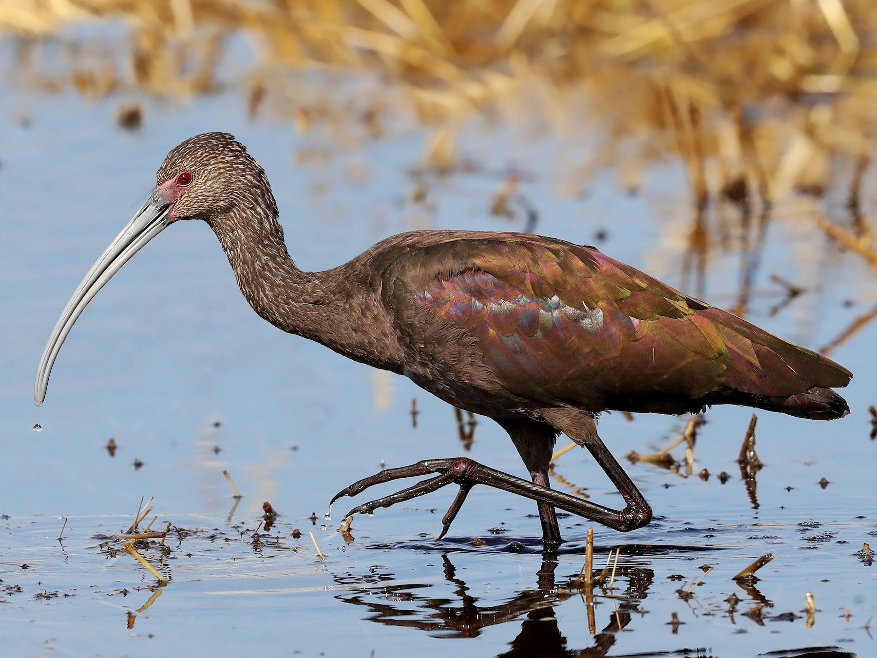 Whitefaced Ibis eBird