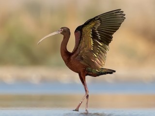 繁殖期成鳥 - Sharif Uddin - ML308512741