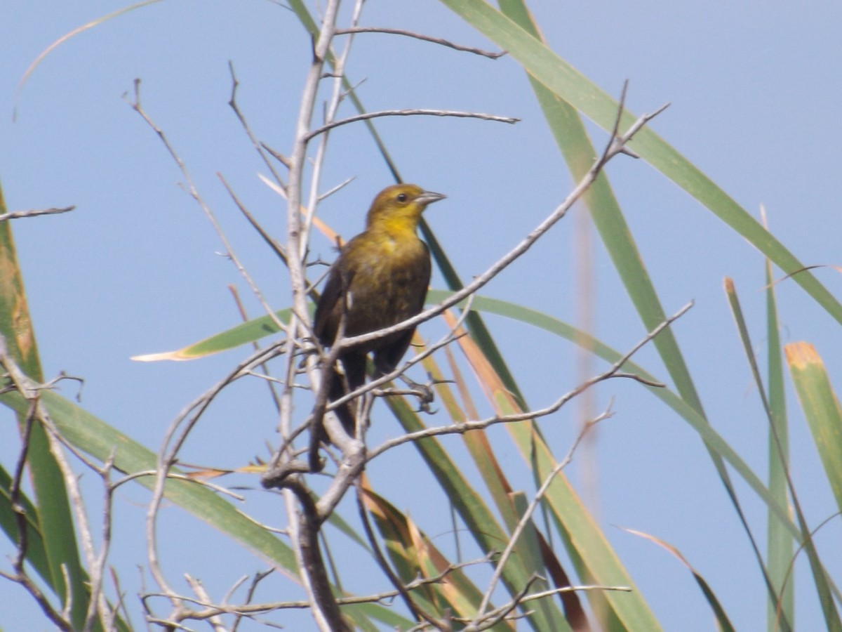 Yellow-hooded Blackbird - ML308513551