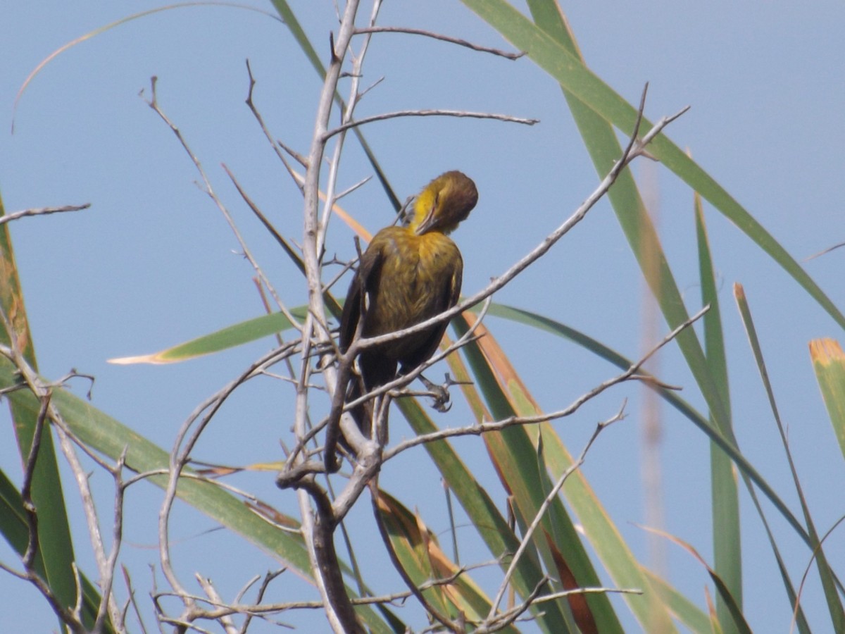 Yellow-hooded Blackbird - ML308513661
