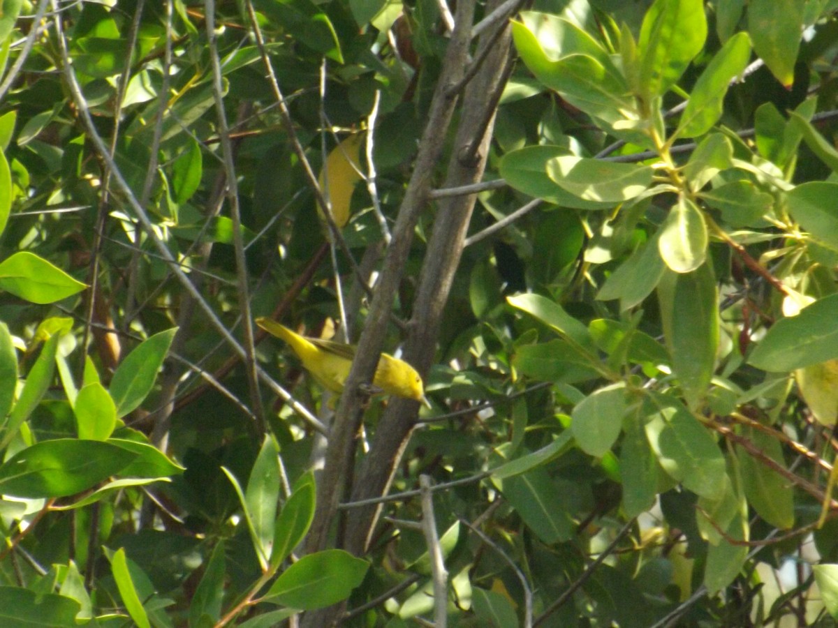 Yellow Warbler - ML308513941