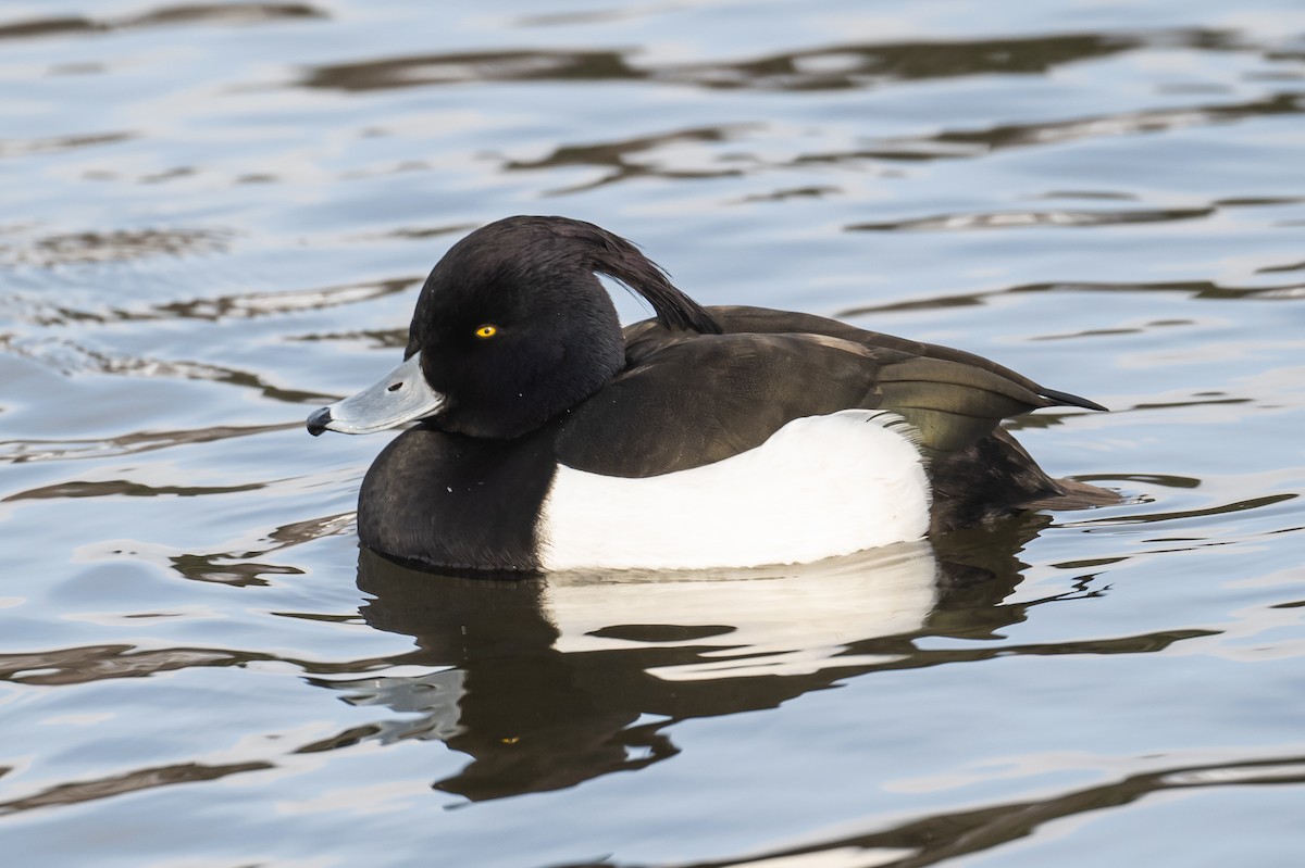 Tufted Duck - ML308515941