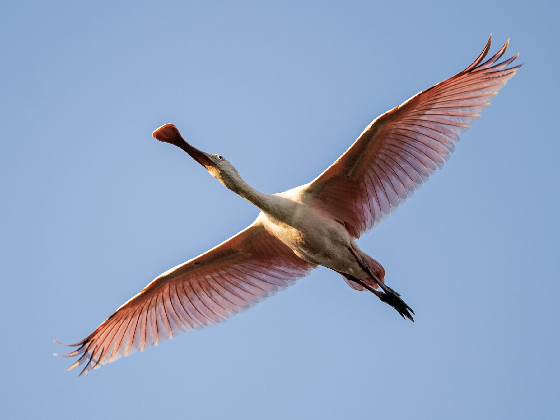 Roseate Spoonbill - Neil Rucker