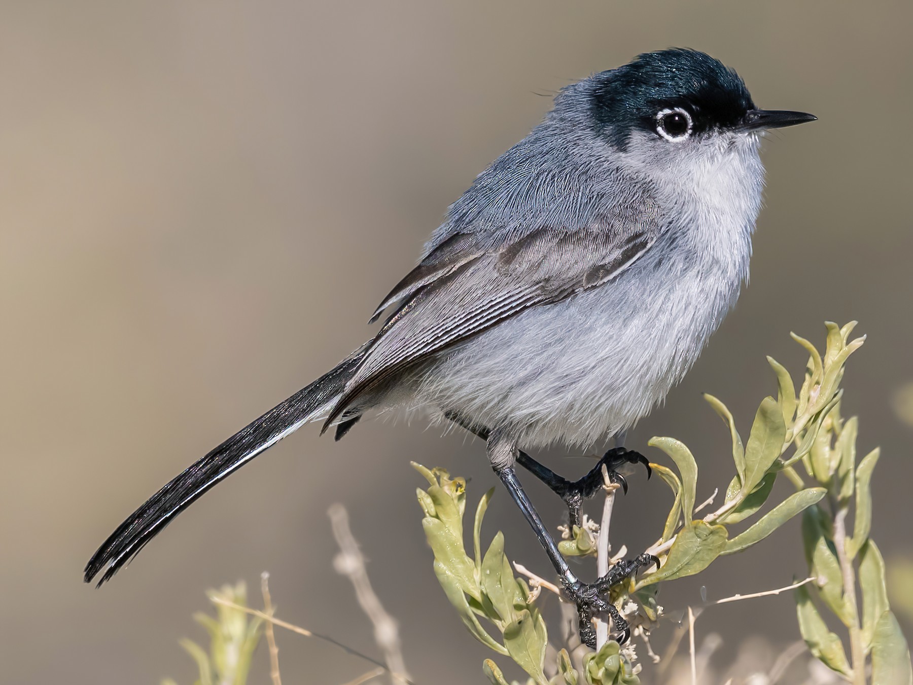 Black-tailed Gnatcatcher - Sharif Uddin