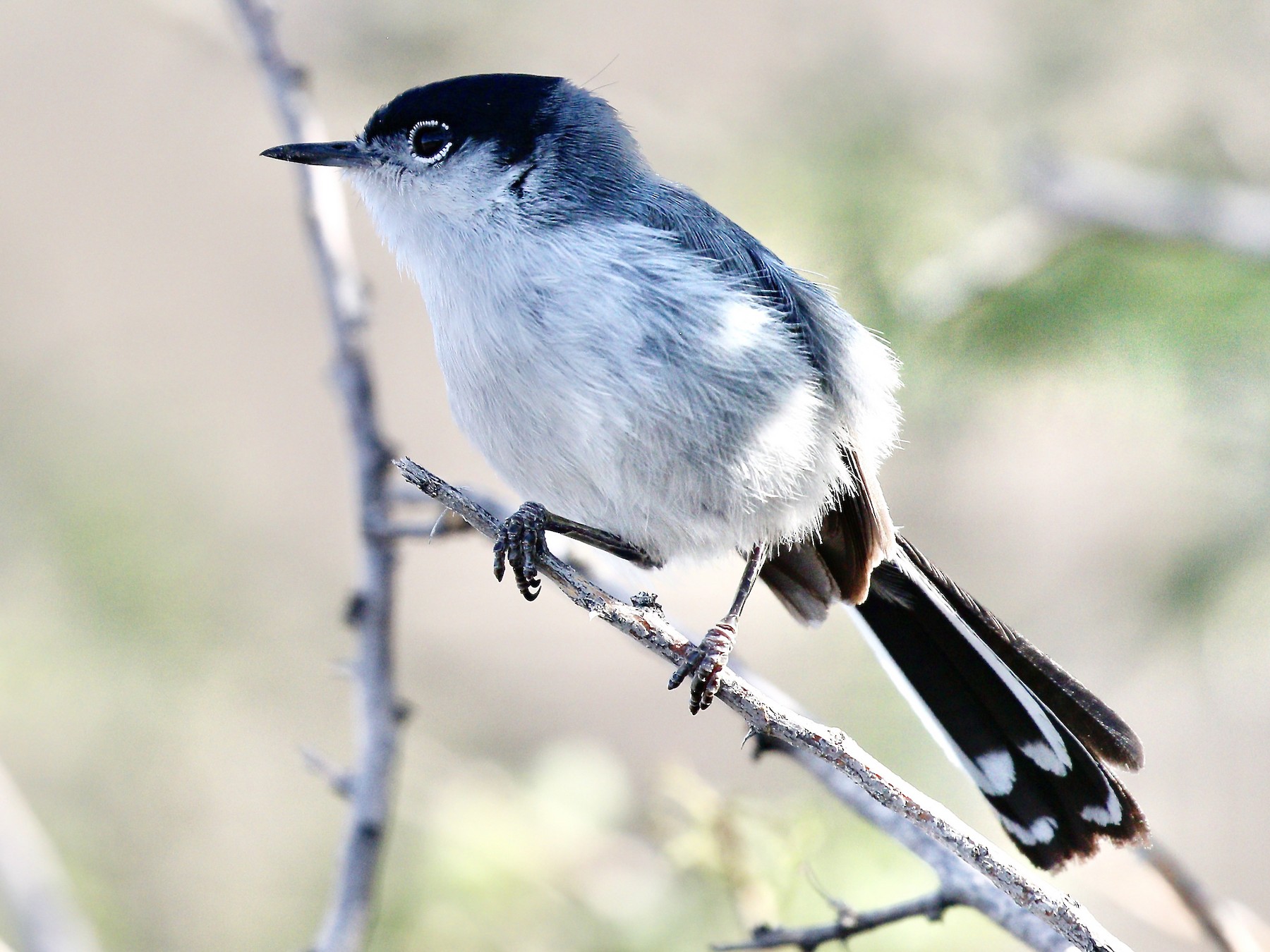 Black-tailed Gnatcatcher - Aaron Boone