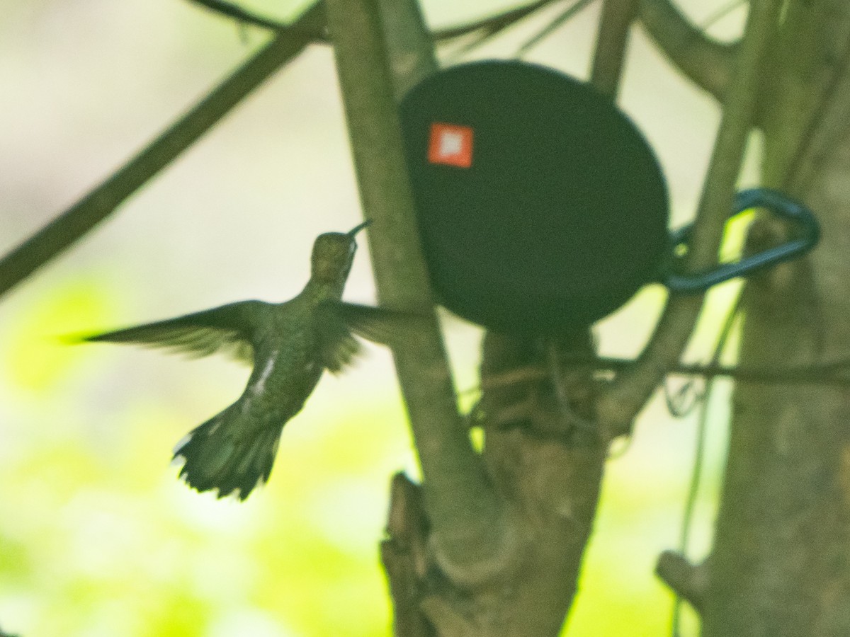 kolibřík achátový - ML308523611