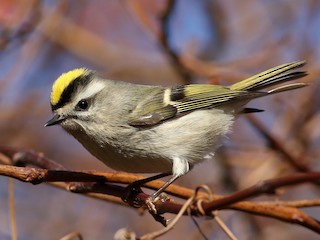 アメリカキクイタダキ - eBird
