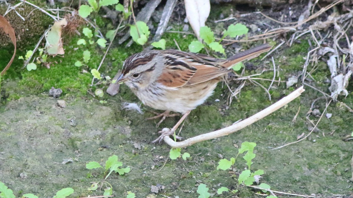 Swamp Sparrow - ML308525091