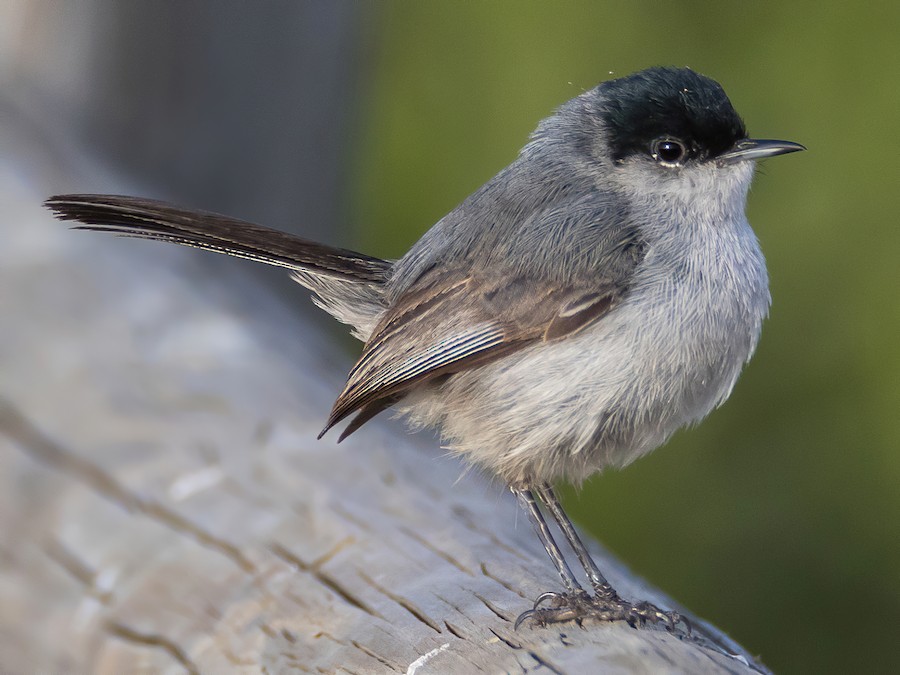 California Gnatcatcher - eBird