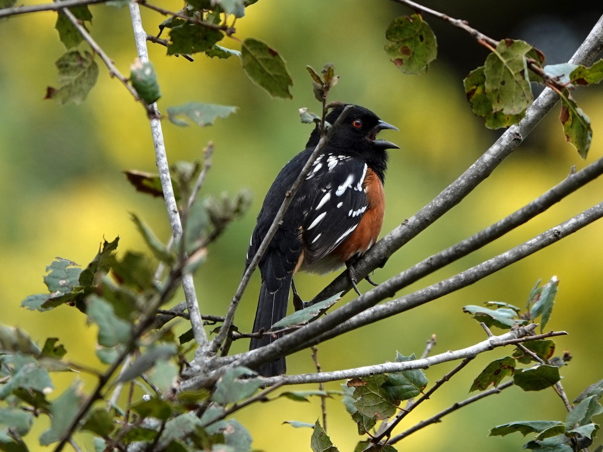 Spotted Towhee - ML308527401