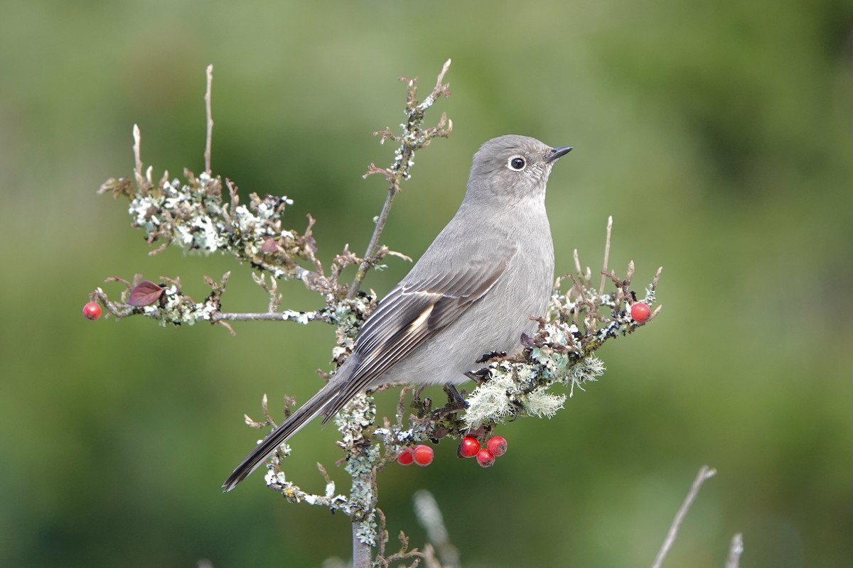 Townsend's Solitaire - ML308527971