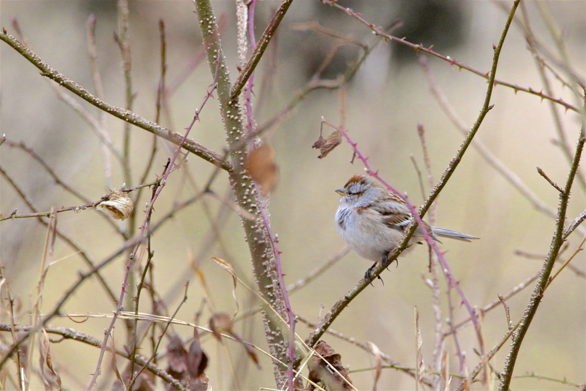 American Tree Sparrow - ML308528011