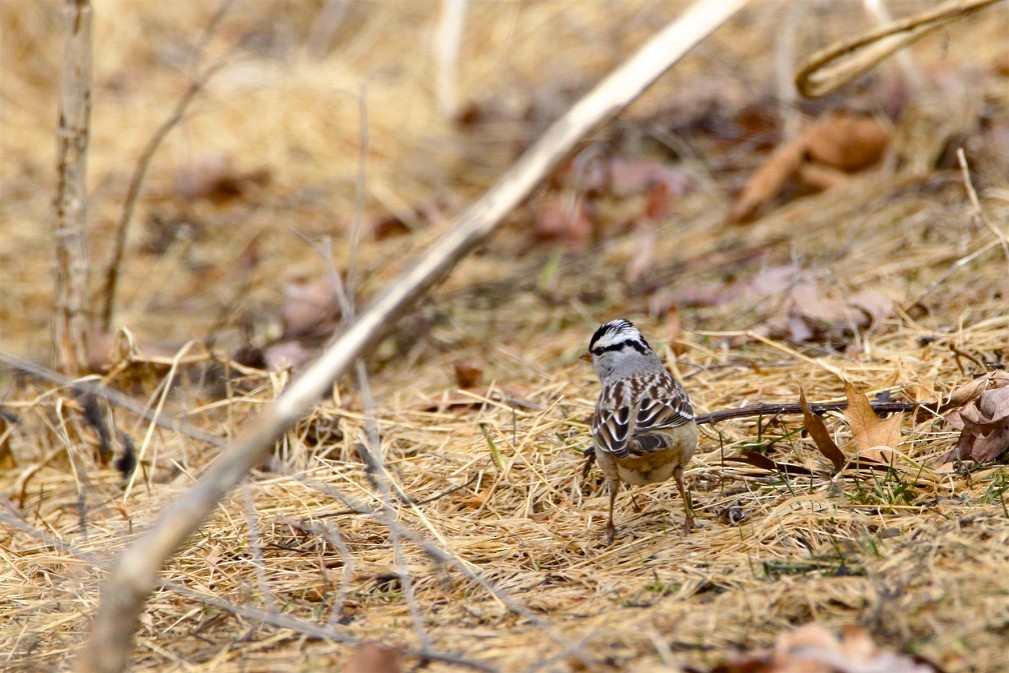 White-crowned Sparrow - ML308528511