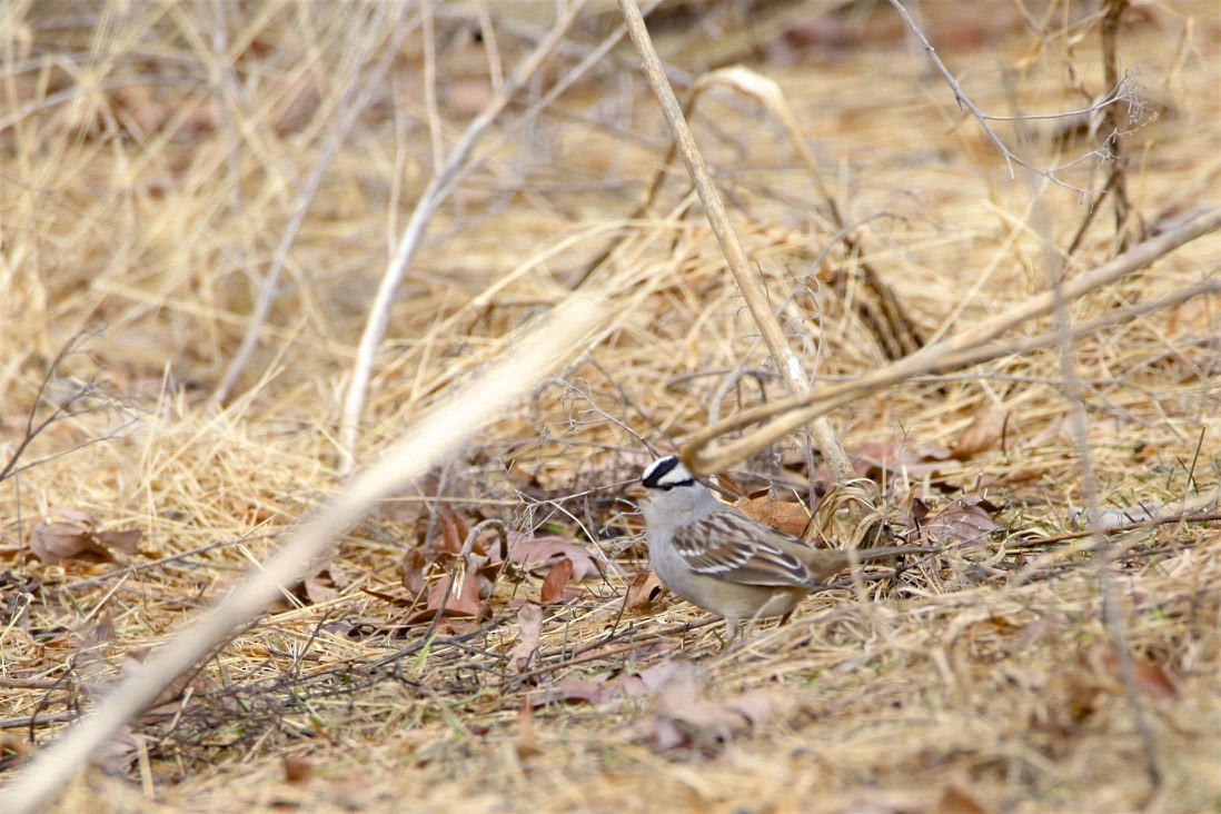 White-crowned Sparrow - ML308528621