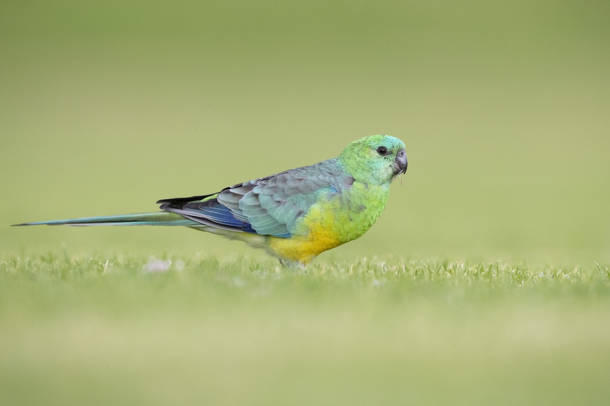 Red-rumped Parrot - Chris Murray