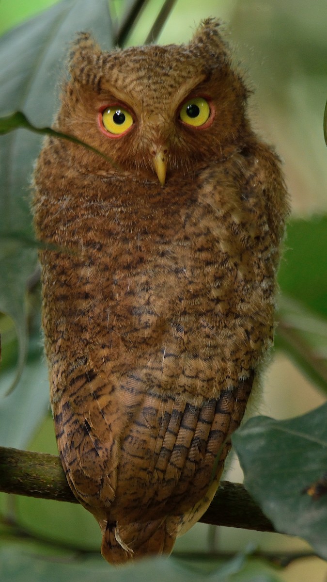 Mountain Scops-Owl - Rozan Dhungel