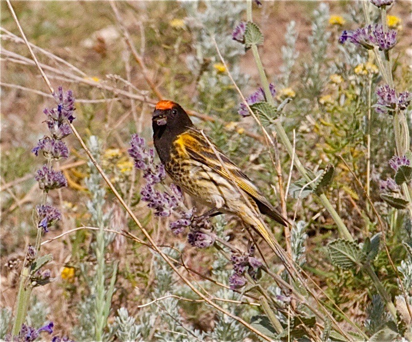 Fire-fronted Serin - ML30853121