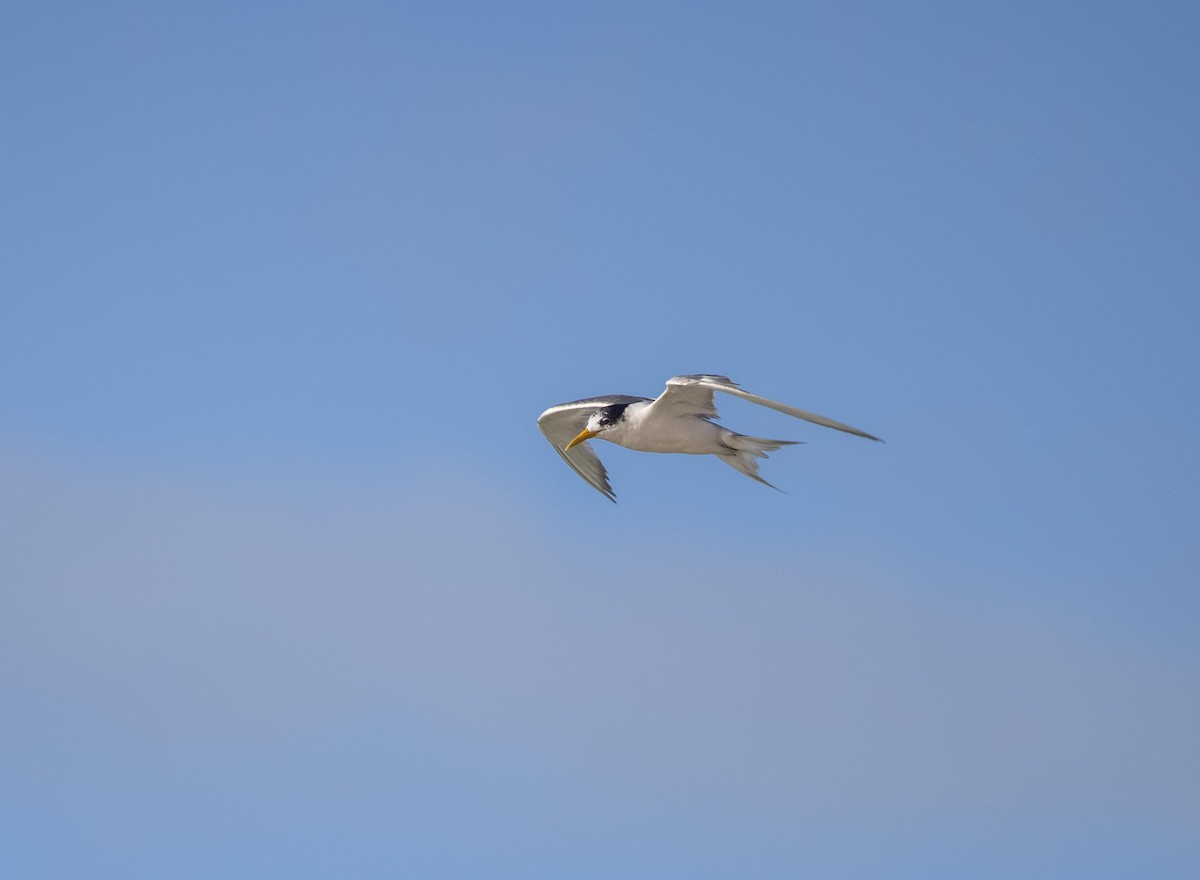 Great Crested Tern - ML308531421