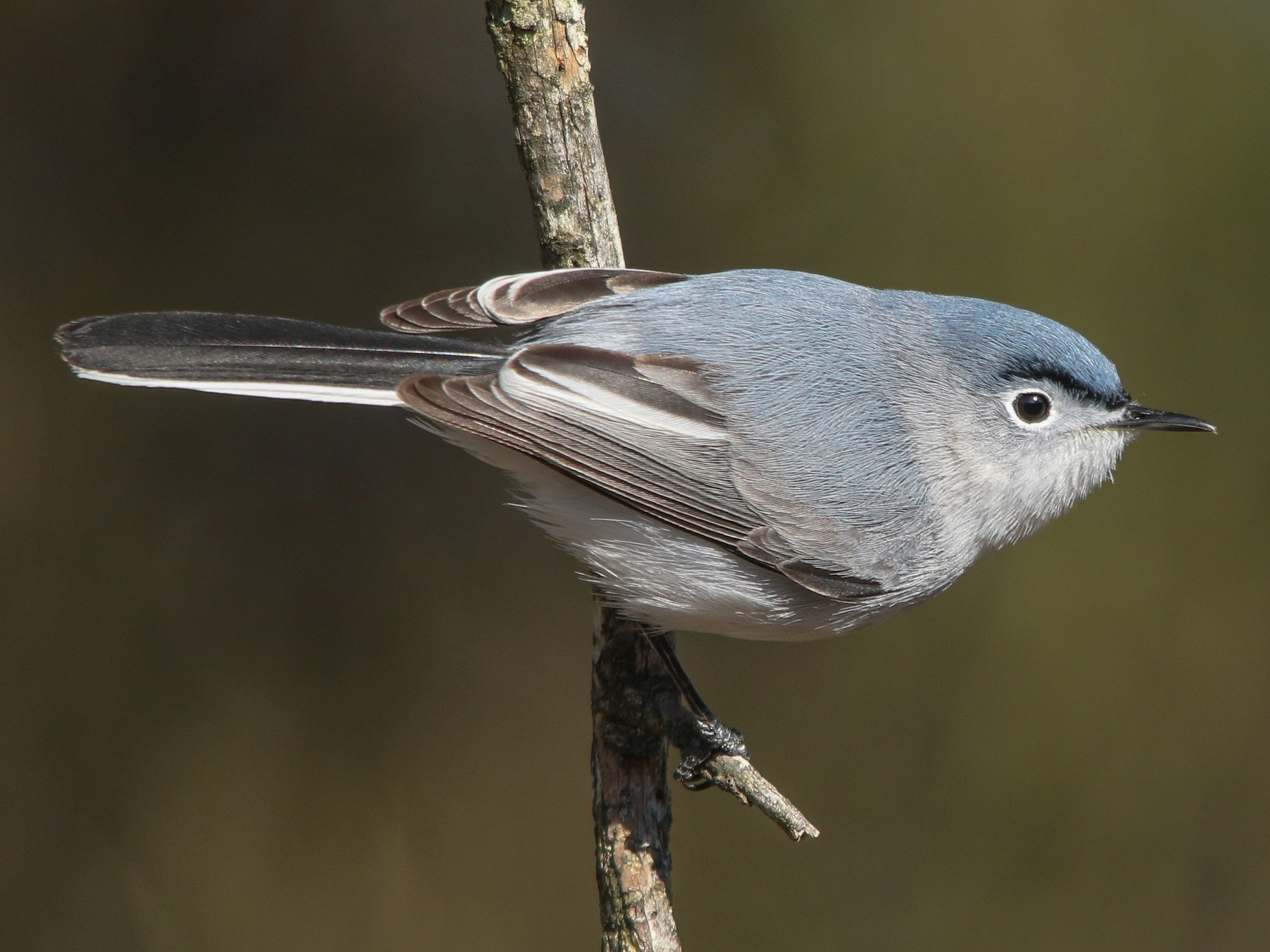 Blue Gray Gnatcatcher Bird Facts  Polioptila caerulea - A-Z Animals