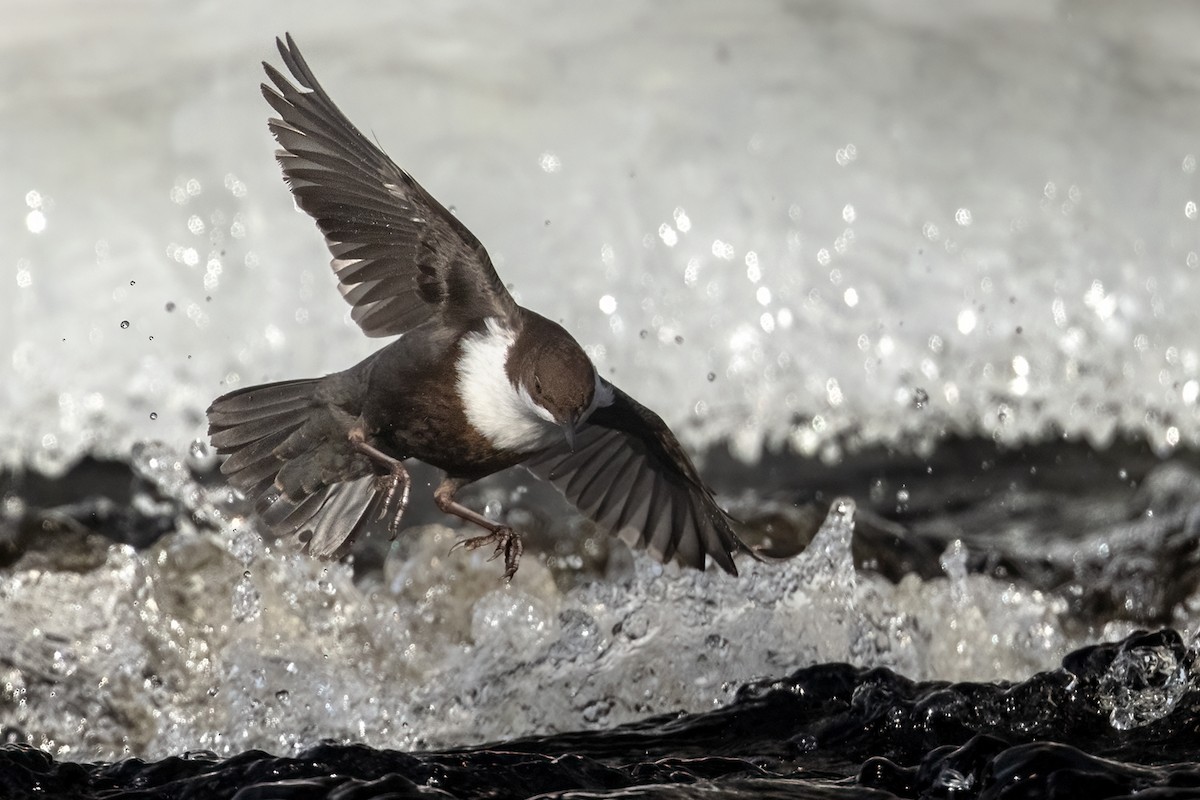 White-throated Dipper - Lars Petersson