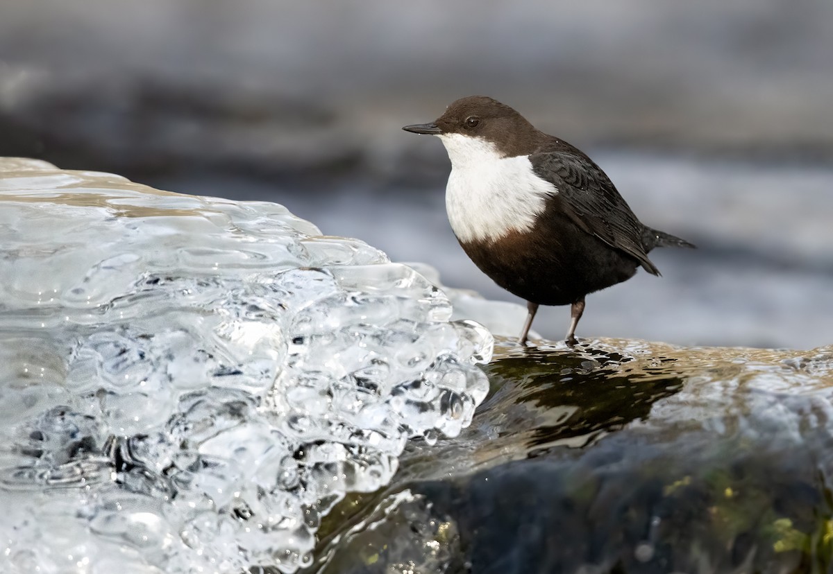White-throated Dipper - Lars Petersson