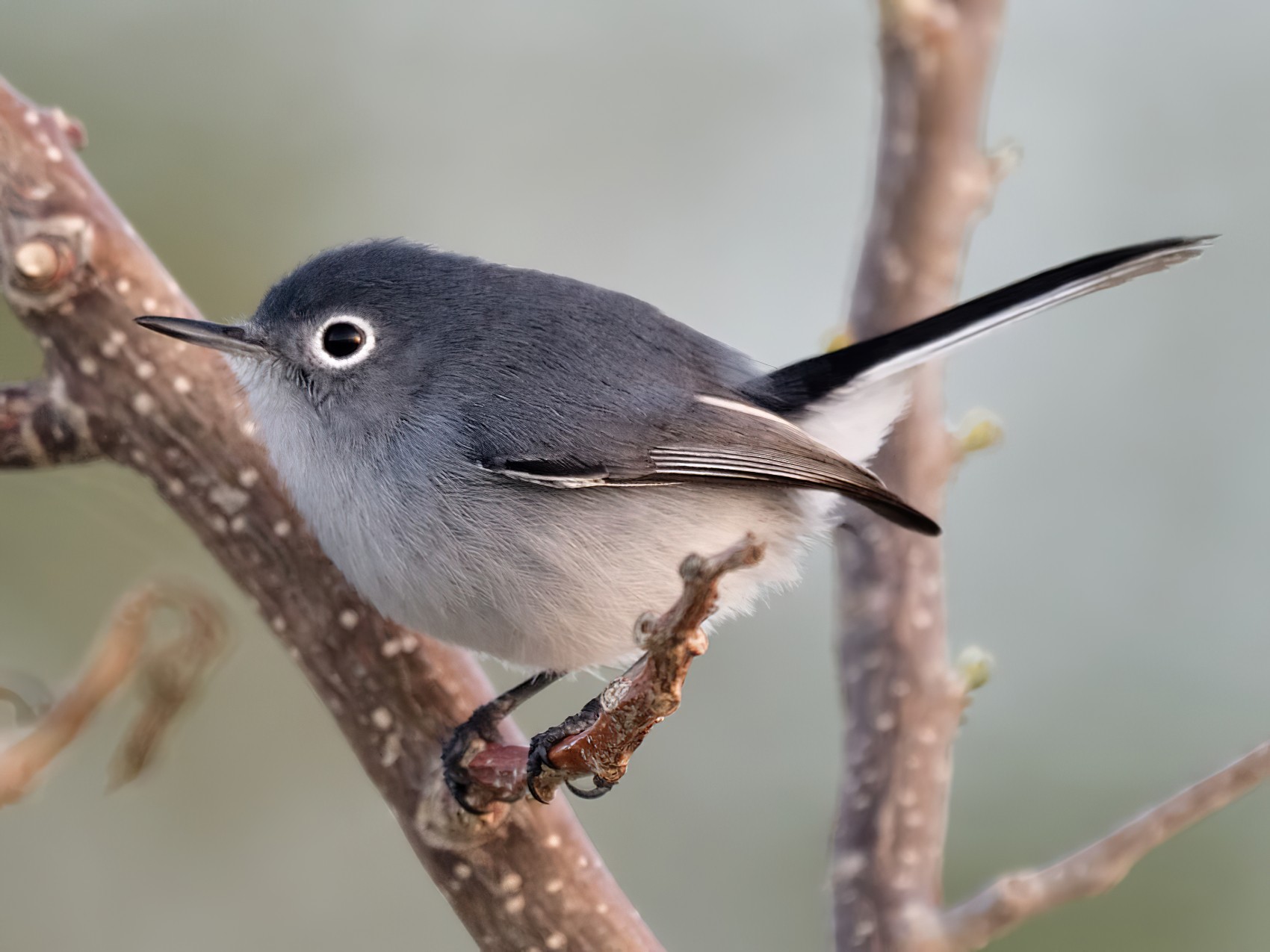 The blue-gray gnatcatcher is a pretty bird, Kpcnews